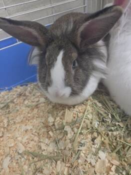 Lettuce -  Bunny Rabbit Rabbit for Adoption in Mississauga, Ontario - Lettuce | PetCurious