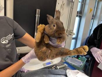 Virginia -  Bunny Rabbit Rabbit for Adoption - Virginia | PetCurious