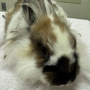 Timmy the Tuck -  English Spot Rabbit for Adoption in Murray, Utah - Timmy The Tuck | PetCurious