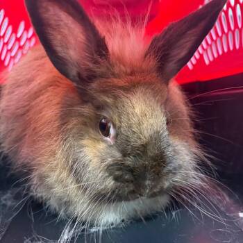 Chewbacca "Chewie" -  Jersey Wooly Rabbit for Adoption in Clearwater, Florida - Chewbacca "Chewie" | PetCurious