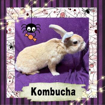 Rescue Bunny Rabbit Rabbits for Adoption in Elizabethtown, Kentucky - Kombucha | PetCurious