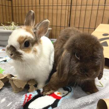 Penny (bonded with Parker) -  Holland Lop Rabbit for Adoption in Oshkosh, Wisconsin - Penny (bonded With Parker) | PetCurious