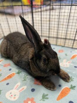 River -  American Rabbit for Adoption in Bishopville, South Carolina - River | PetCurious