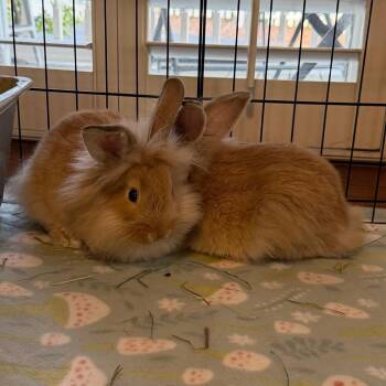 Palomino Rabbits Available for Adoption in Kennesaw, Georgia - Munchkin | PetCurious