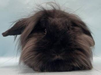 Nessy -  Lionhead and Holland Lop Rabbit for Adoption in Minneapolis, Minnesota - Nessy | PetCurious