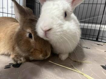 Rescue Palomino and Harlequin Rabbits for Adoption in Huntsville, Alabama - Brie & Bun Solo (bonded Pair) | PetCurious