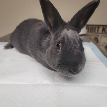 Rescue Bunny Rabbit Rabbits for Adoption in Gansevoort, New York - Salem | PetCurious