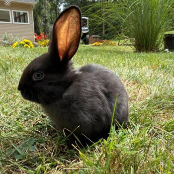 Rescue Mini Rex Rabbits for Adoption in Mechanicsburg, Pennsylvania - Wednesday | PetCurious