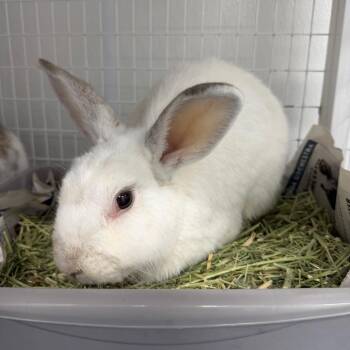 American Fuzzy Lop Rabbits Available for Adoption in Clearwater, Florida - Casper | PetCurious