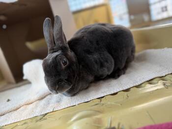 American Rabbits Available for Adoption - Princess | PetCurious