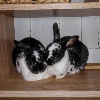 Rescue Dwarf and English Spot Rabbits for Adoption in Los Angeles, California - Dennis & Dee (aka Beckham & Cynthia) | PetCurious