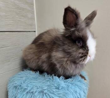 Lionhead Rabbits Available for Adoption - Ravi | PetCurious
