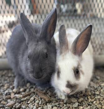 Coraline (bonded w/ Wybie) -  American Rabbit for Adoption in Oakland, California - Coraline (bonded W/ Wybie) | PetCurious
