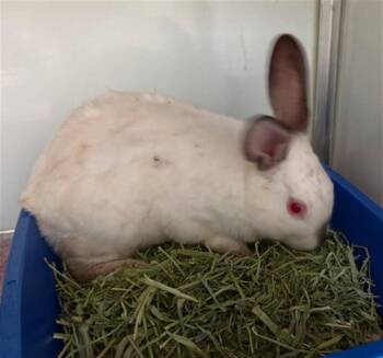 A593728 -  Bunny Rabbit Rabbit for Adoption in San Francisco, California - A593728 | PetCurious