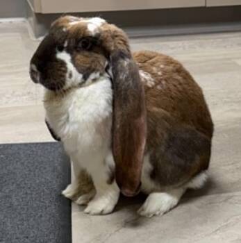 Manny -  English Lop Rabbit for Adoption in Kalamazoo, Michigan - Manny | PetCurious