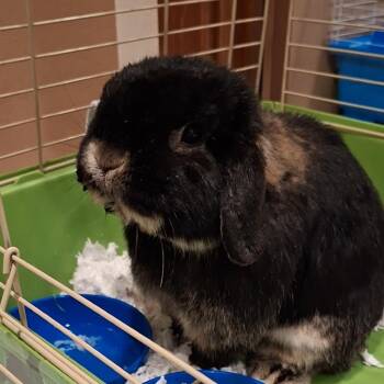 Holland Lop Rabbits Available for Adoption - Tonka | PetCurious