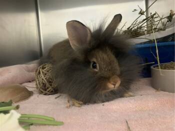 Rescue Lionhead Rabbits for Adoption in Santa Cruz, California - IndicA | PetCurious