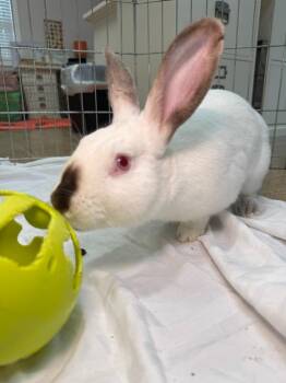 Californian Rabbits Available for Adoption - Pluto | PetCurious