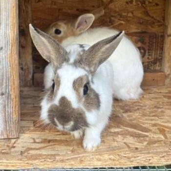 Mercedes -  Bunny Rabbit Rabbit for Adoption in West Olive, Michigan - Mercedes | PetCurious