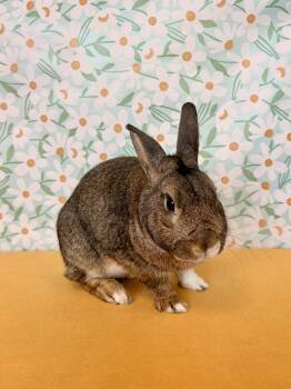 Jefe -  Dutch Rabbit for Adoption in Long Beach, California - Jefe | PetCurious