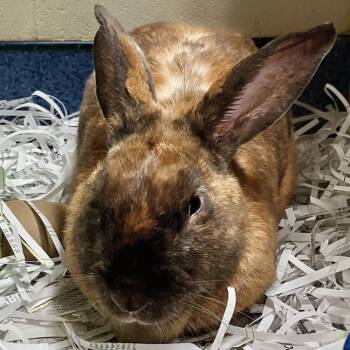 American Rabbits Available for Adoption in Dekalb, Illinois - Ironveil | PetCurious