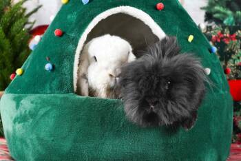 Rescue Lop Eared Rabbits for Adoption in Westbrook, Maine - Bugs *bonded To Bean* | PetCurious