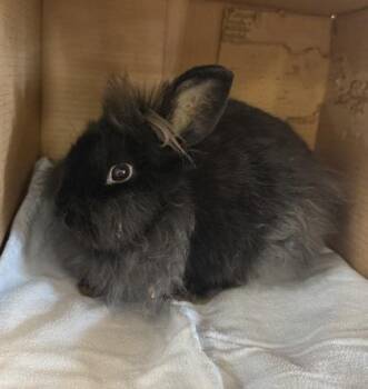 Lionhead and Bunny Rabbit Rabbits Available for Adoption in Roseville, California - 12:00 AM | PetCurious