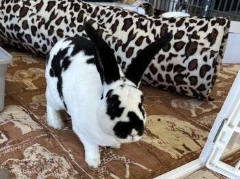 Rescue American Rabbits for Adoption in Stratham, New Hampshire - Bingo (companion To Bandit) | PetCurious