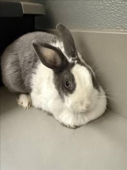 RAVEN -  Bunny Rabbit Rabbit for Adoption in Las Vegas, Nevada - RAVEN | PetCurious