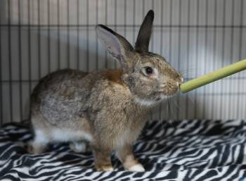 Jack -  Bunny Rabbit Rabbit for Adoption in Navarre, Florida - Jack | PetCurious