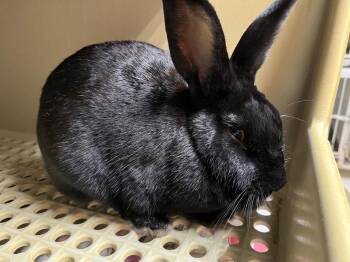 Shamrock -  New Zealand Rabbit for Adoption in Pflugerville, Texas - Shamrock | PetCurious