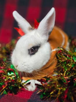 Rescue Bunny Rabbit Rabbits for Adoption in Salinas, California - Chrissy | PetCurious