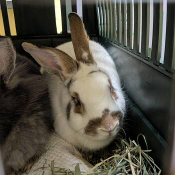 Leo -  Rex Rabbit for Adoption in Walker, Michigan - Leo | PetCurious