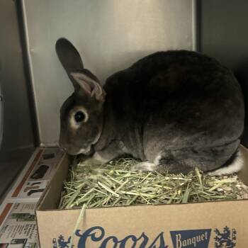Willow -  Bunny Rabbit Rabbit Available for Adoption in Cheyenne, Wyoming - Willow | PetCurious
