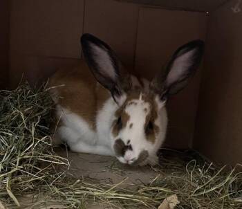 Nugget-Companion To Rusty -  New Zealand Rabbit for Adoption in Stratham, New Hampshire - Nugget-Companion To Rusty | PetCurious