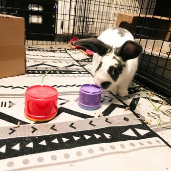 Rorschach -  English Spot Rabbit for Adoption in Nampa, Idaho - Rorschach | PetCurious