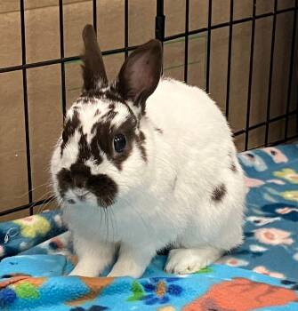 Netherland Dwarf Rabbits Available for Adoption in Oshkosh, Wisconsin - Bexley | PetCurious