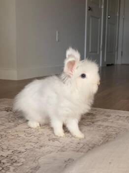 Elle Woods -  Angora Rabbit Rabbit for Adoption in Melbourne, Florida - Elle Woods | PetCurious
