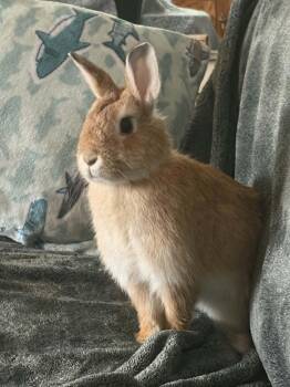 Marigold -  Dwarf Rabbit for Adoption in Sauk Village, Illinois - Marigold | PetCurious