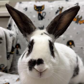 Freckles -  Rex Rabbit for Adoption in Jefferson, Wisconsin - Freckles | PetCurious