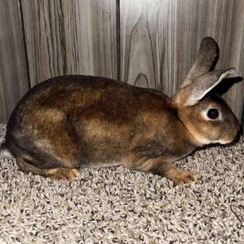 Bugs M6786 -  Mini Rex Rabbit for Adoption - Bugs M6786 | PetCurious