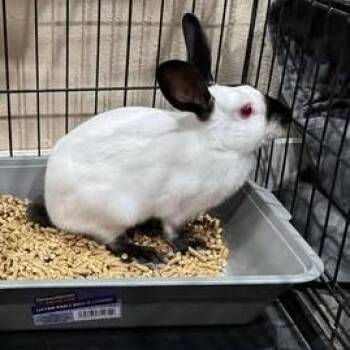 Sandy with Yogibeary -  Himalayan and Bunny Rabbit Rabbit for Adoption in Erie, Colorado - Sandy With Yogibeary | PetCurious