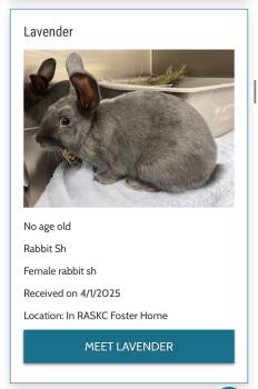 Rescue Bunny Rabbit Rabbits for Adoption in Kent, Washington - Lilac And Lavender | PetCurious