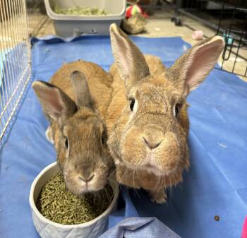 Rescue Palomino Rabbits for Adoption in Paramus, New Jersey - Eren & Juvia | PetCurious
