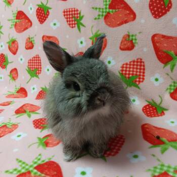 Ram -  Bunny Rabbit Rabbit for Adoption in Harrisburg, Pennsylvania - Ram | PetCurious