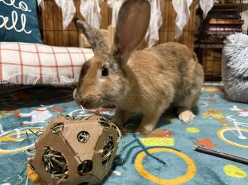 Rescue Harlequin Rabbits for Adoption in Little Rock, Arkansas - Almond And Latte | PetCurious