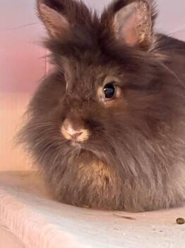 Lionhead Rabbits Available for Adoption in Sebastian, Florida - Lady Gray | PetCurious