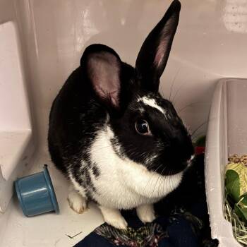 Kuro -  Dutch Rabbit for Adoption in Dayton, Ohio - Kuro | PetCurious