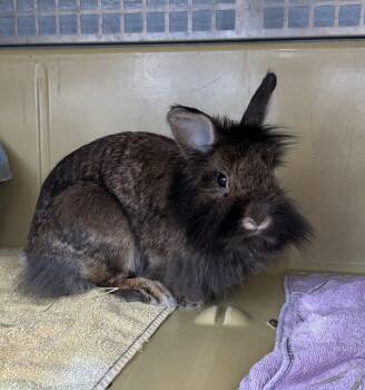 Brownie Batter -  American Rabbit Available for Adoption in Reisterstown, Maryland - Brownie Batter | PetCurious