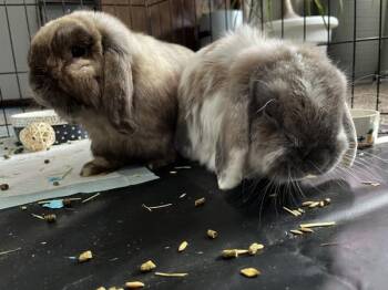 Holland Lop Rabbits Available for Adoption - Beaker -- Bonded Buddy With Bunsen | PetCurious